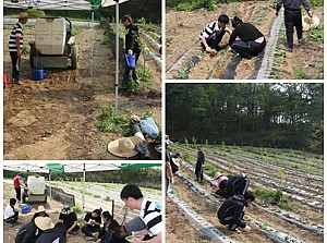 고구마와 고추 모종을 심었습니다.