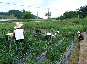 붉은 고추 수확