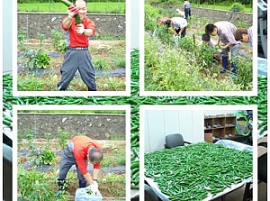 직업준비반 농사체험.