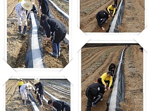 농사활동 - 비닐씌우기