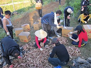 고구마 수확
